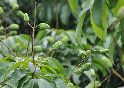 昆明荔枝市場批發,優質荔枝廠家批發-湛江市杰升貿易提供昆明荔枝市場批發,優質荔枝廠家批發的相關介紹、產品、服務、圖片、價格湛江市杰升貿易、銷售(含網上銷售):食品、水果、農產品、日用品、花卉;貨物、
